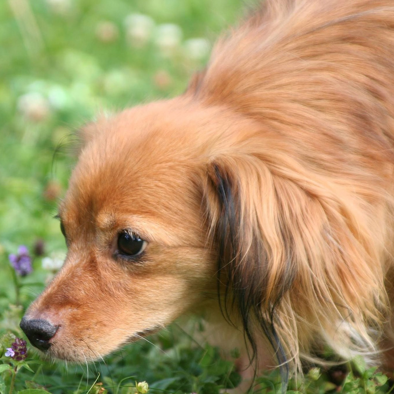 犬が逆毛になるときはどんな心情