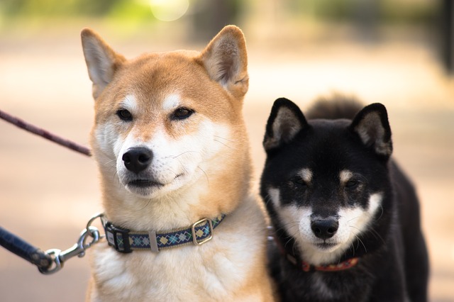 日本犬はしつけが難しい 洋犬との違いは何 犬の総合情報サイト ペットスマイルニュースforワンちゃん