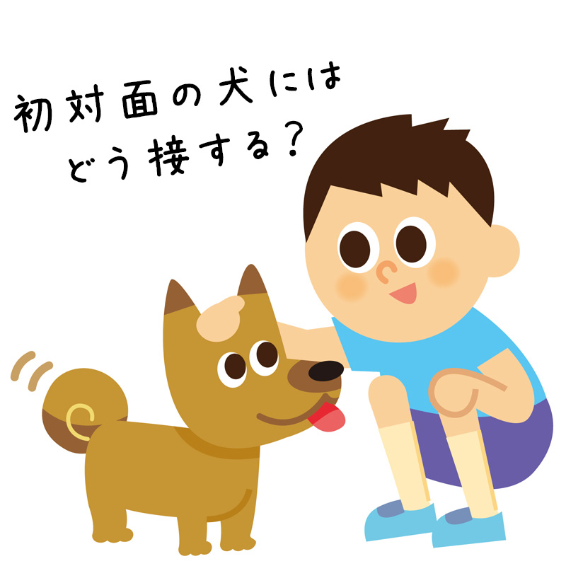 初対面の犬にはどう接する 仲良くなるための触り方を覚えよう