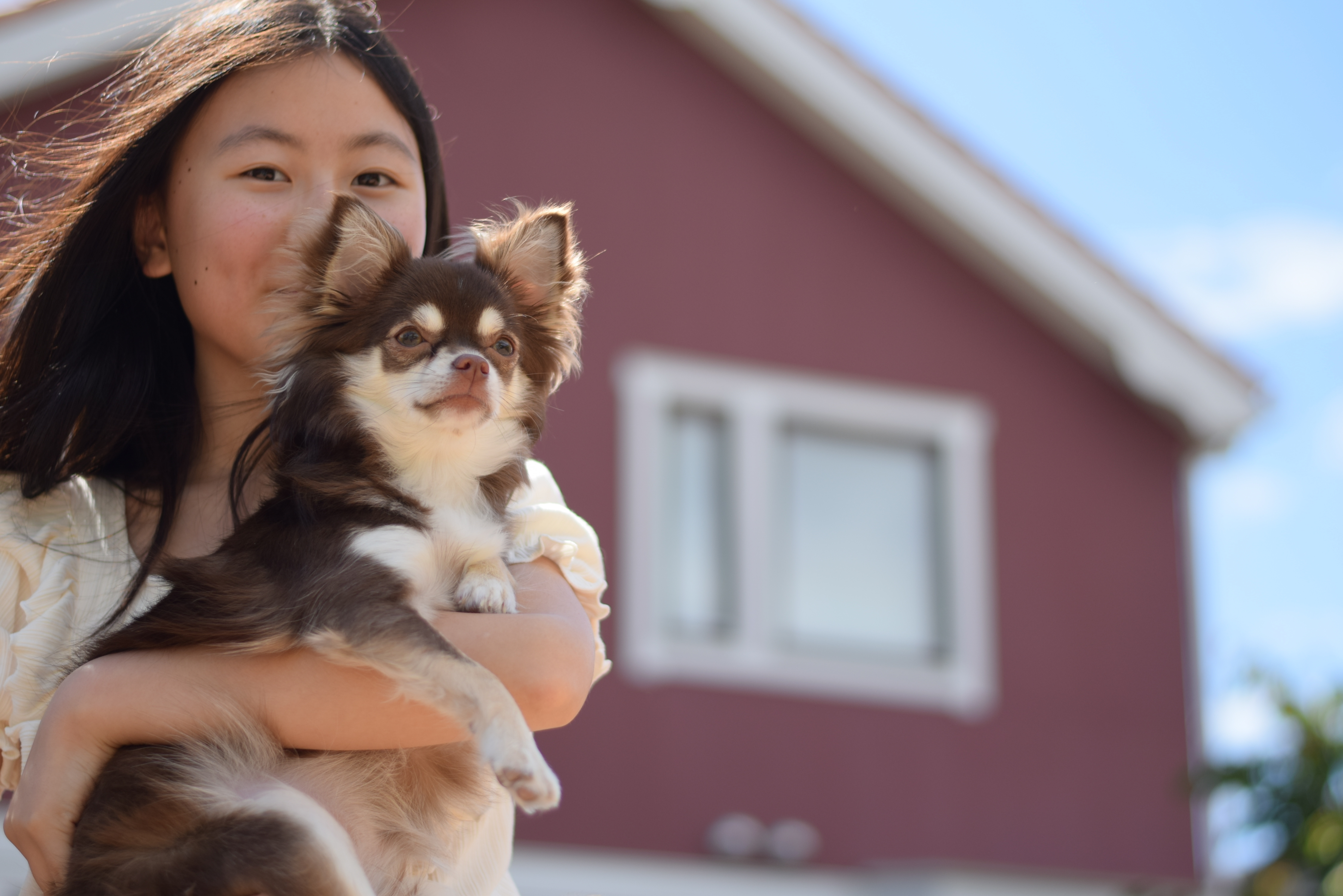 抱っこ嫌いな犬も抱っこできるようになる７ステップ 抱っこは犬を守るための重要な行為