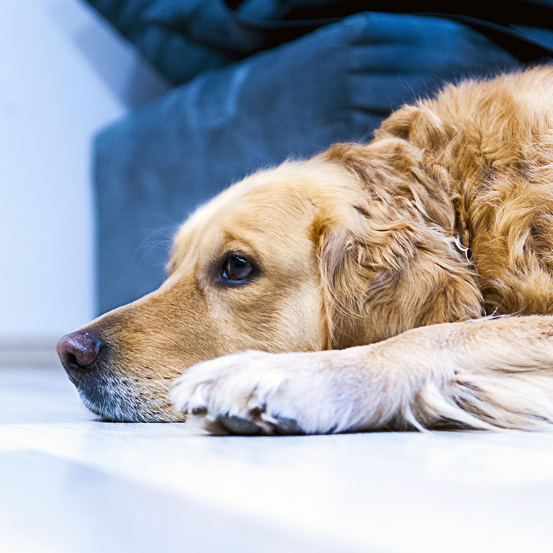 犬の夜泣きを治す4つの方法 寝る前に大騒ぎする原因は