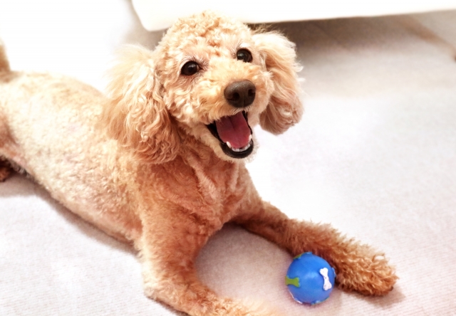 犬がおもちゃをブンブン振り回す理由は ストレス解消におすすめのおもちゃをご紹介