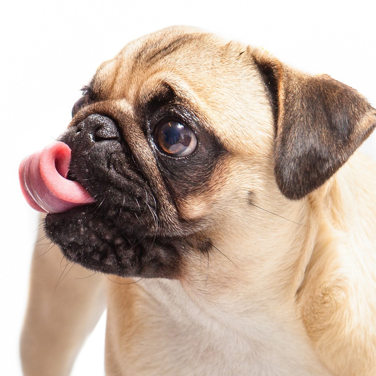 犬の舌が出てるのは何で？出たままになっている理由