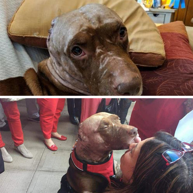 事故で両耳を失った一匹の犬が奇跡的に回復！助けたボランティアに見せてくれた笑顔に感動