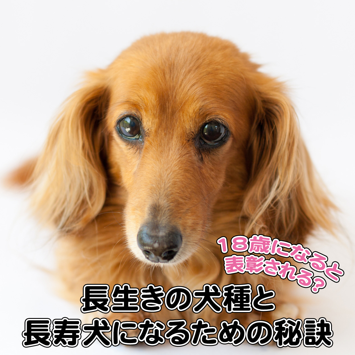 18歳になると表彰される 長生きの犬種と長寿犬になるための秘訣 犬の総合情報サイト ペットスマイルニュースforワンちゃん