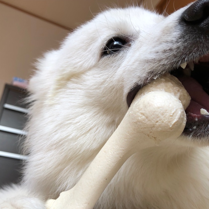 おすすめおやつ紹介 犬が骨好きな理由は 犬に骨を与える方法と注意点