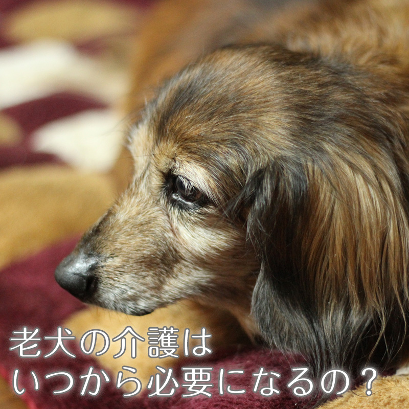 老犬の介護はいつから必要になるの 老犬介護に便利なグッズを紹介