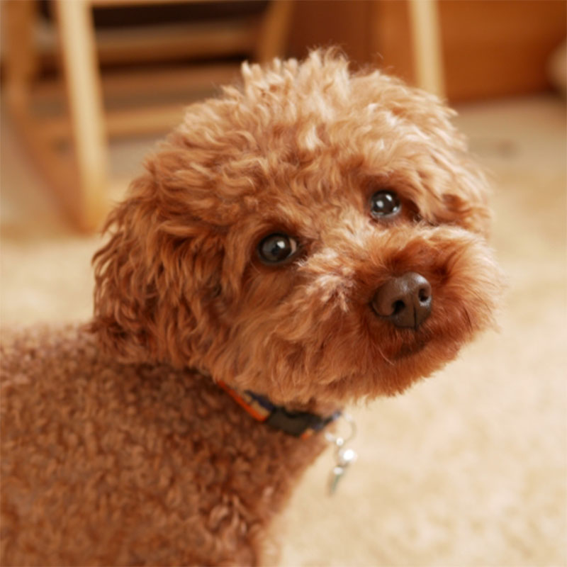 【獣医師監修】犬の涙やけになりやすい犬種と原因。涙やけの予防法、ケアの方法は？