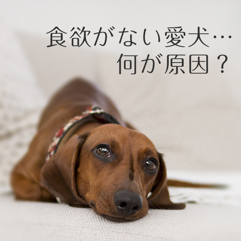 獣医師監修】食欲がない愛犬…何が原因？考えられる病気と対処法について