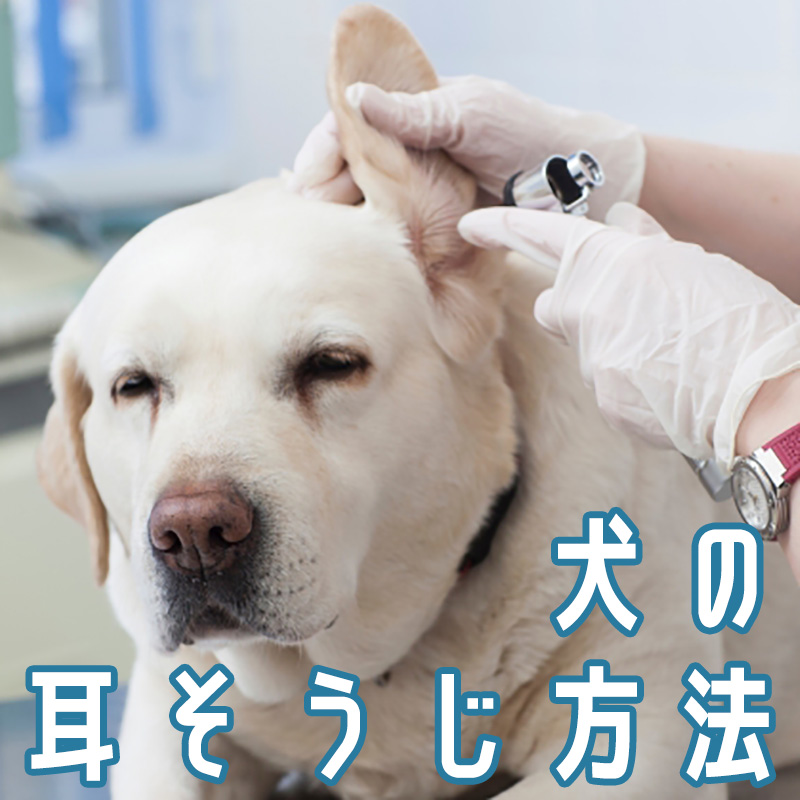 耳 掃除 犬 【獣医師監修】犬の耳掃除、しないとどうなる？ 耳掃除の頻度と方法