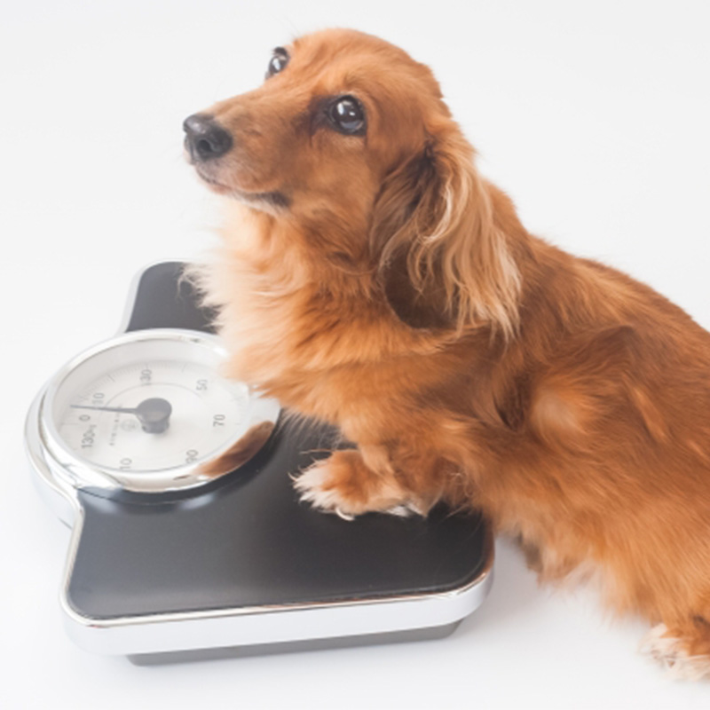 犬のダイエットのやり方は？糖質制限は有効？