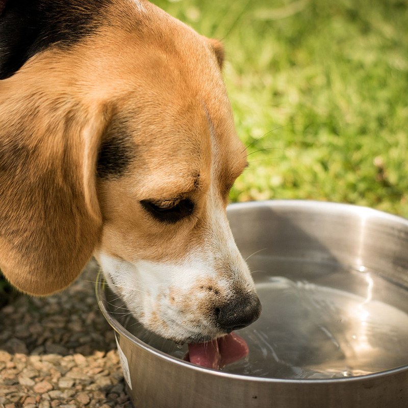 愛犬の水飲みにはこの商品！犬用給水器の種類とそれぞれのメリットをご紹介