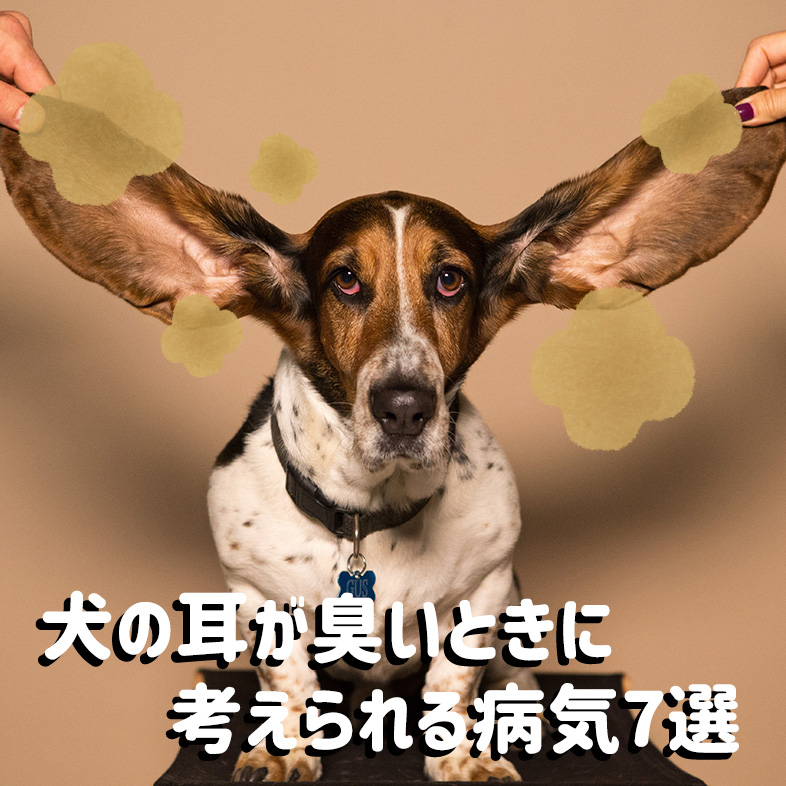 獣医師監修 犬の耳が臭い時に考えられる病気7選 正しい耳掃除の方法は