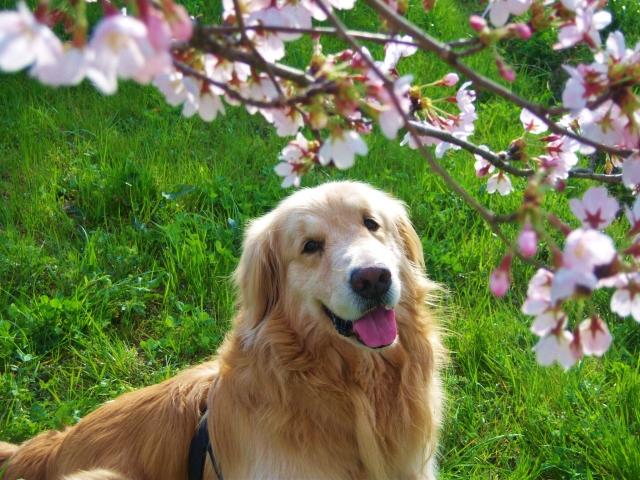 レトリバー は6種類もいる 珍しいレトリバー犬種の特徴や飼い方を知ろう