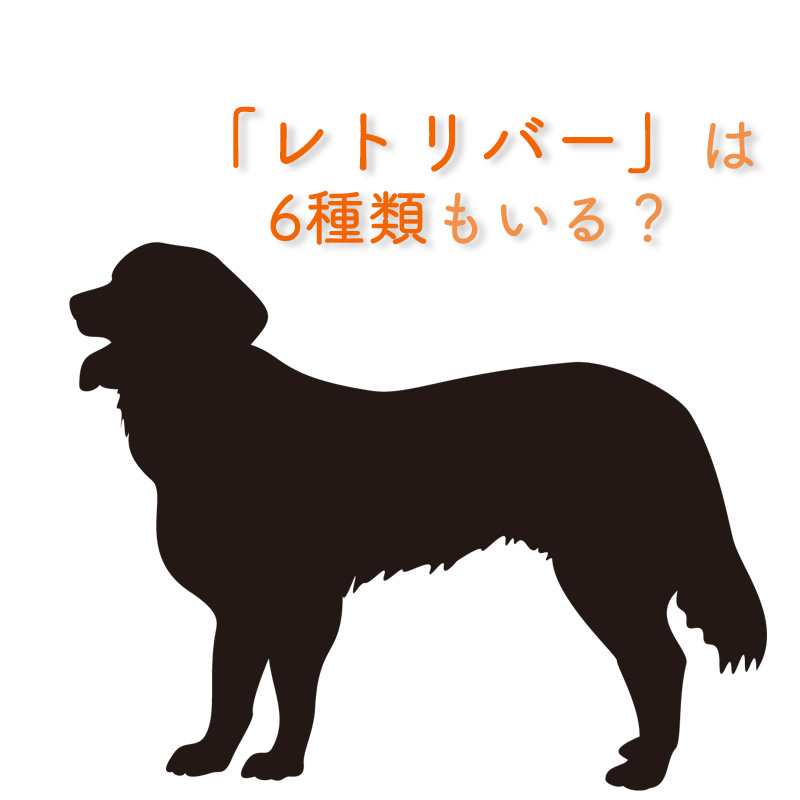 「レトリバー」は6種類もいる？！珍しいレトリバー犬種の特徴や飼い方を知ろう！