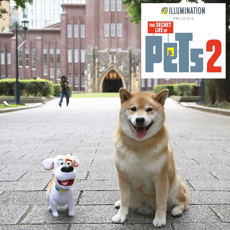 【映画「ペット2」】柴犬まるがハリウッドデビューし、主役犬のマックスと夢の共演！