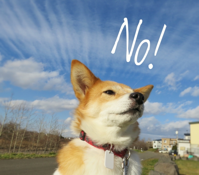 散歩拒否をする柴犬 理由は柴犬の性格にあった 犬の総合情報サイト ペットスマイルニュースforワンちゃん