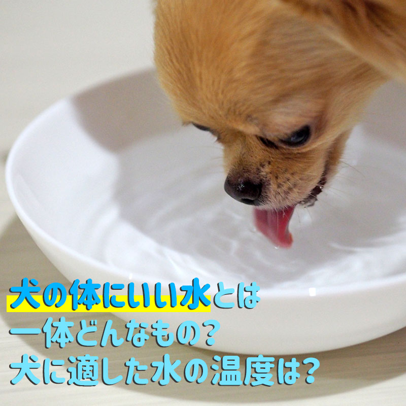 犬の体にいい水とは一体どんなもの？犬に適した水の温度は？