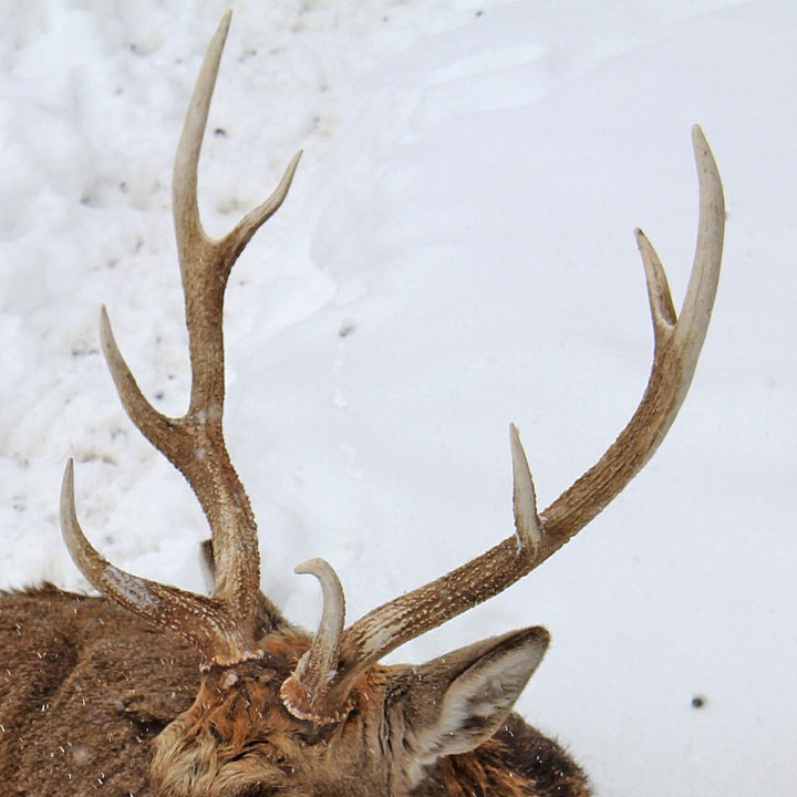 国産】 蝦夷鹿の角 約60cm 15本セット 蝦夷鹿の角 127 - poumonquebec.ca