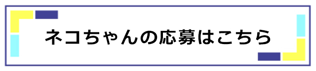猫応募