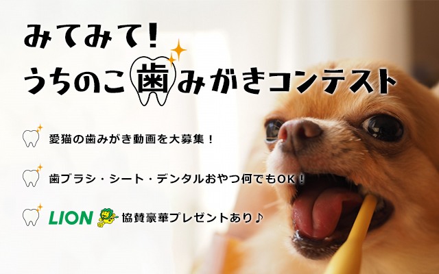 メイン犬