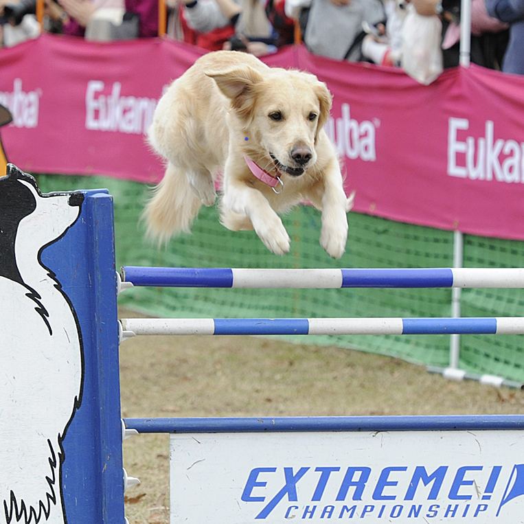 アスリートドッグの戦い「EXTREME! CHAMPIONSHIP全国決勝大会」にて日本最速犬が決定！