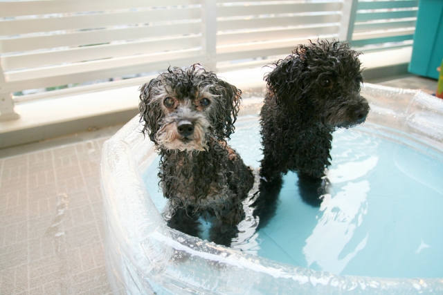 水遊びをする犬