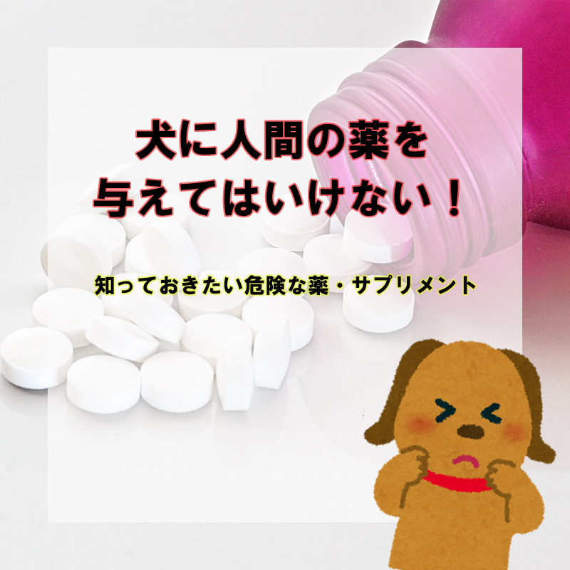 【獣医師監修】犬に人間の薬を与えてはいけない！知っておきたい危険な薬・サプリメント