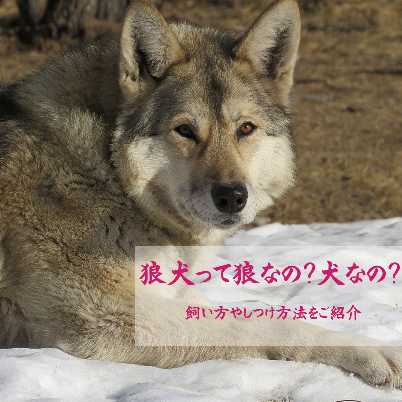 一流の品質 狼 オオカミ WOLF WOLVES ウルフ kead.al