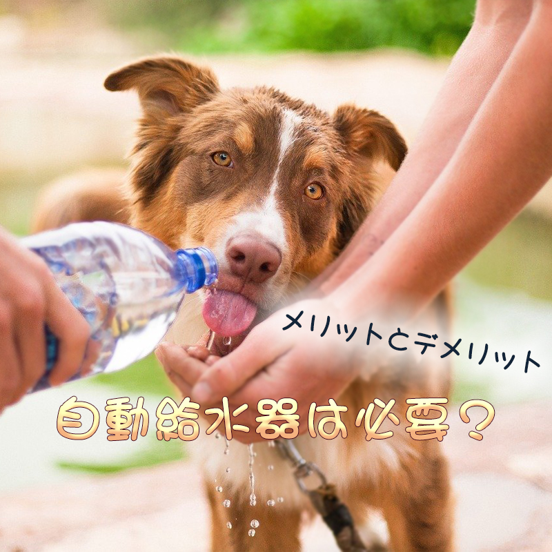 愛犬との生活に自動給水器は必要？メリットやデメリットはある？