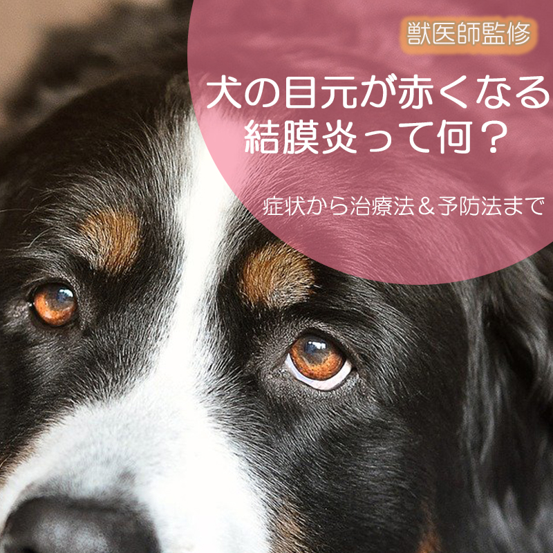 【獣医師監修】犬の目元が赤くなる結膜炎って何？代表的な症状から治療法＆予防法まで