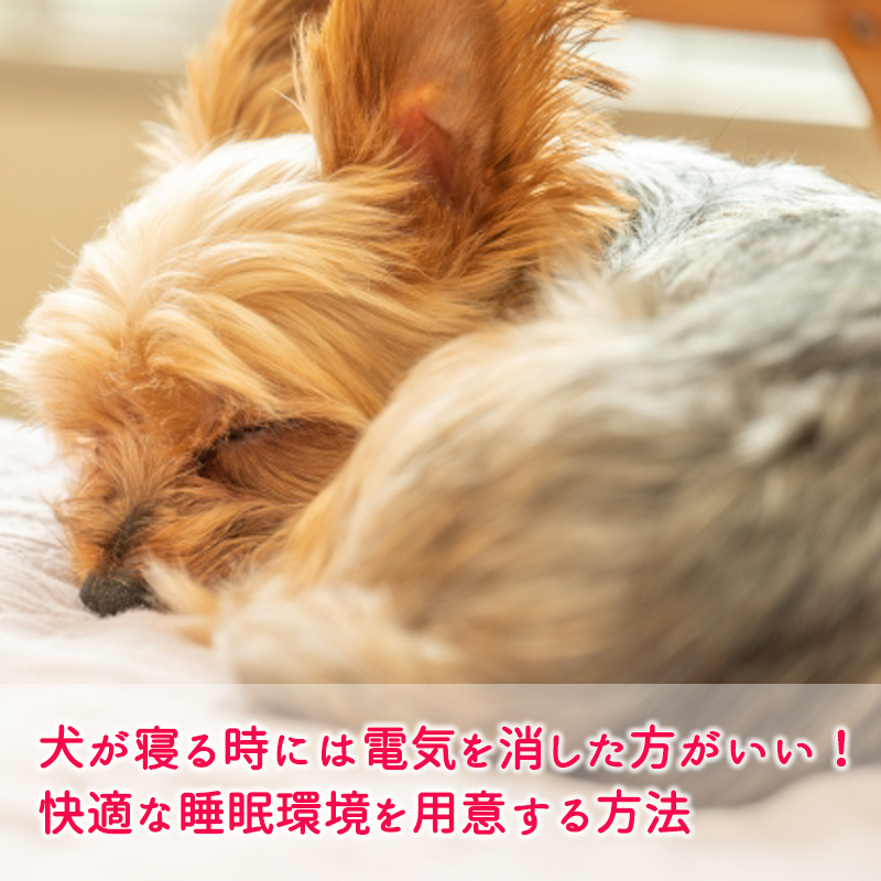 犬が寝る時には電気を消した方がいい！快適な睡眠環境を用意する方法