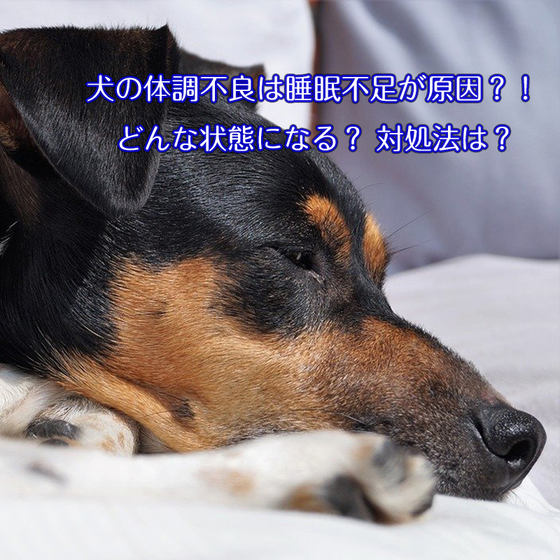 犬の体調不良は睡眠不足が原因？！どんな状態になる？ 対処法は？