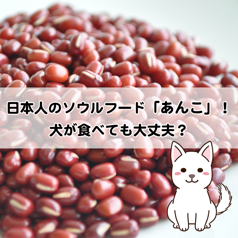 日本人のソウルフード「あんこ」！犬が食べても大丈夫？