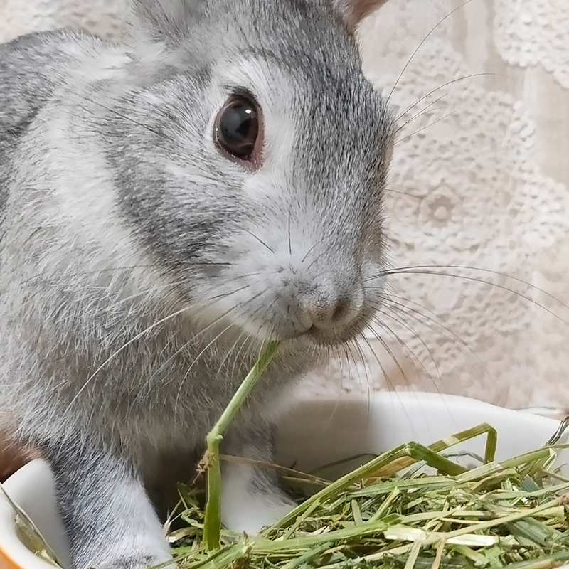 ウサギがご飯を食べない理由は？原因と症状・対処法を徹底解説！<br />
