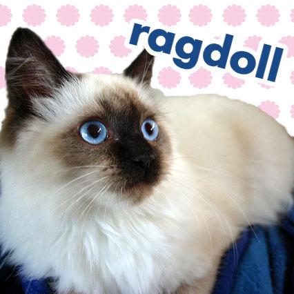 【ラグドール】～抱き心地が最高の優しい猫～