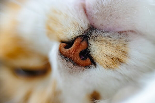 茶白猫の鼻