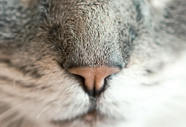 グレーの猫の鼻