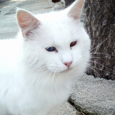 白猫6選