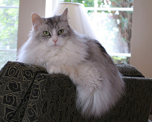 ジェントルジャイアンツとも呼ばれる温和で人気者 メインクーン 猫の総合情報サイト ペットスマイルニュースforネコちゃん