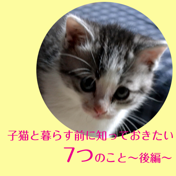 子猫と暮らす前に知っておきたい7つのこと～後編～