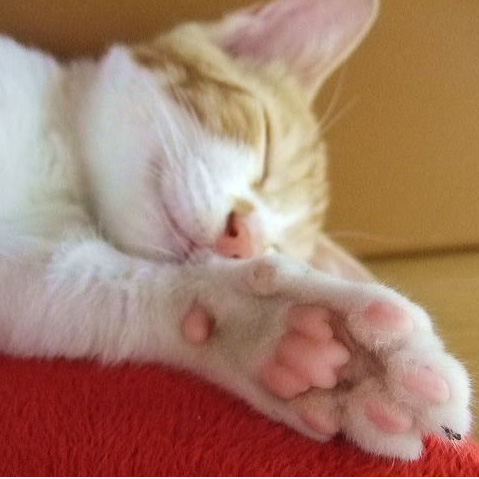 猫の豆知識：猫の前足と後ろ足で指の数が違う？※動画あり