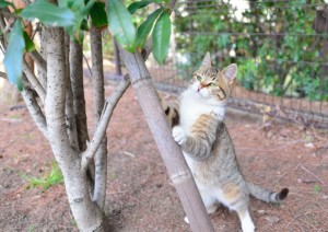 木に登ろうとする猫