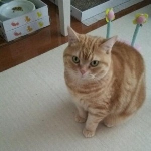 きなこ