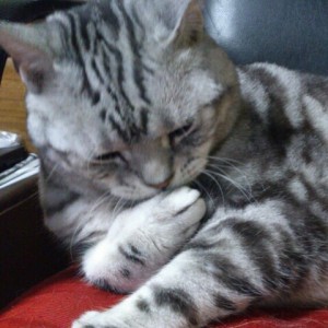 マイケル