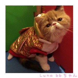 Luna-bb（猫：エキゾチックシ
