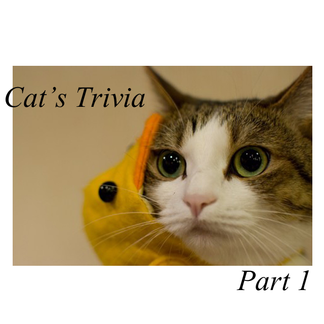 【猫の豆知識】明日話せる「猫雑学」パート①　ぷにぷにの肉球はどうなっているの？
