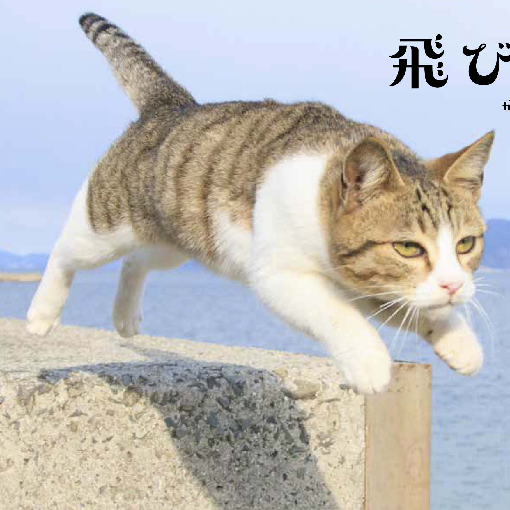 【かわいい】テレビでも話題の『飛び猫』と一年中一緒にいられる！五十嵐健太の「癒し系」写真集カレンダー2点発売！