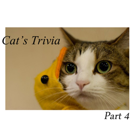 【猫の豆知識】明日話せる「猫雑学」パート④　どうして猫は甘さを感じないの？