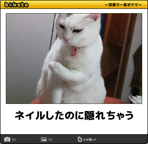 初笑はしましたか Boketeで今年一番の笑いしてみませんか 面白 猫の総合情報サイト ペットスマイルニュースforネコちゃん